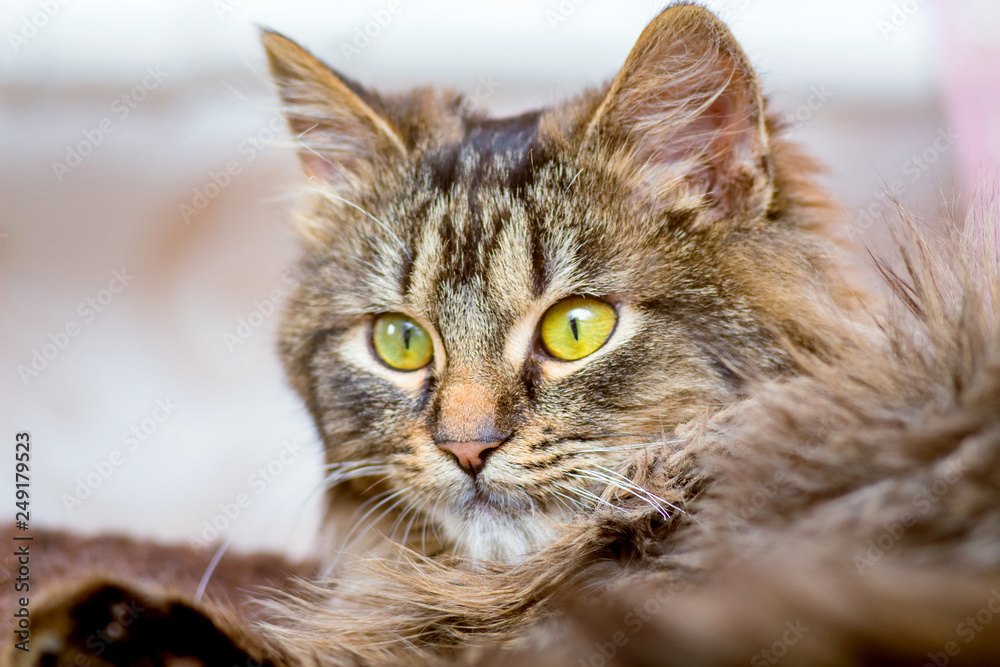 Portrait of a fluffy cat with yellow eyes close-up_