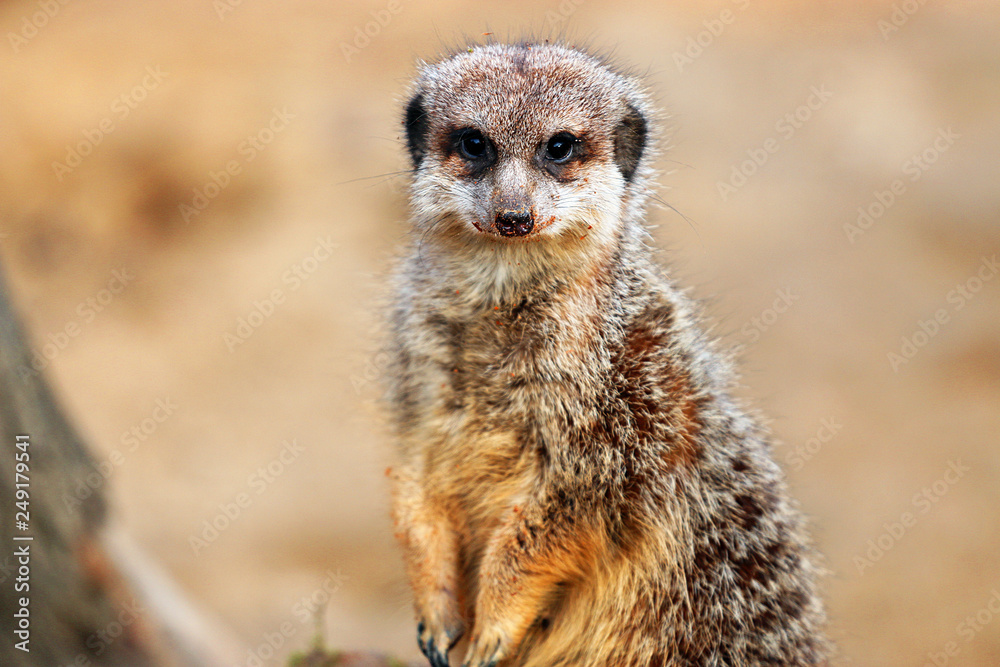 Erdmännchen Erdmännchen