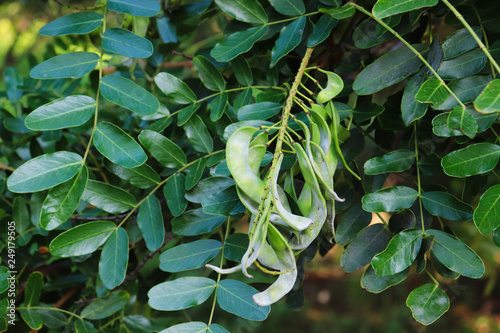 Tara spinosa tree photo