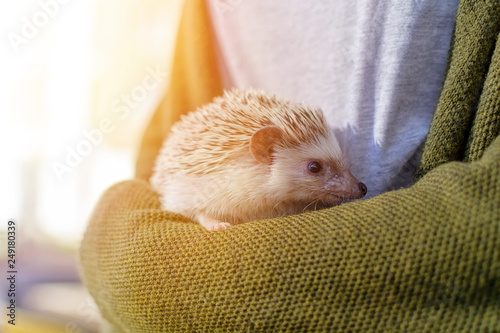 Woman in sweater holding African dwarf hedgehog with sun background