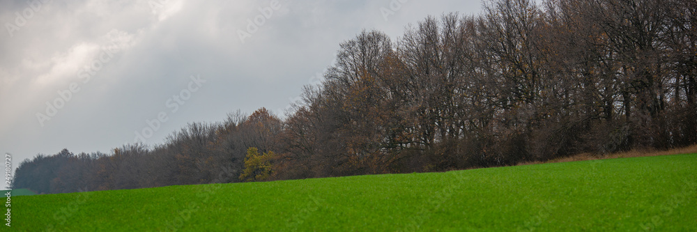 agricultural green field of winter wheat and deciduous forest.