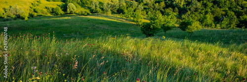 grass on a meadow in the evening in hilly terrain.