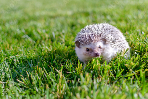 Young small adorable hedgehog posing on the garden grass
