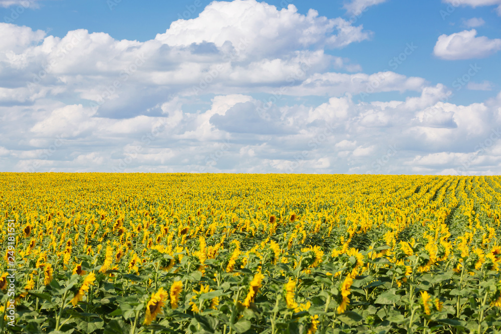 a large field of blooming sunflower and blue sky with clouds