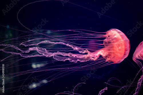 Colorful pink glowing Jellyfish flowing underwater. Close up on dark background   photo