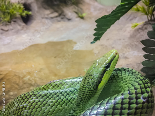 Red-tailed Racer snake (Gonyosoma oxycephalum). It is an arboreal snake having a green body and a red-orange tail, also known as arboreal ratsnake and red-tailed racer. photo