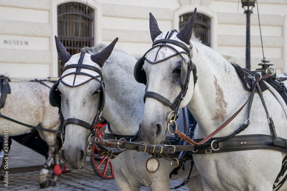 Close-up of White Horses with Carriage Outside Hofburg Imperial Palace, Vienna, Austria