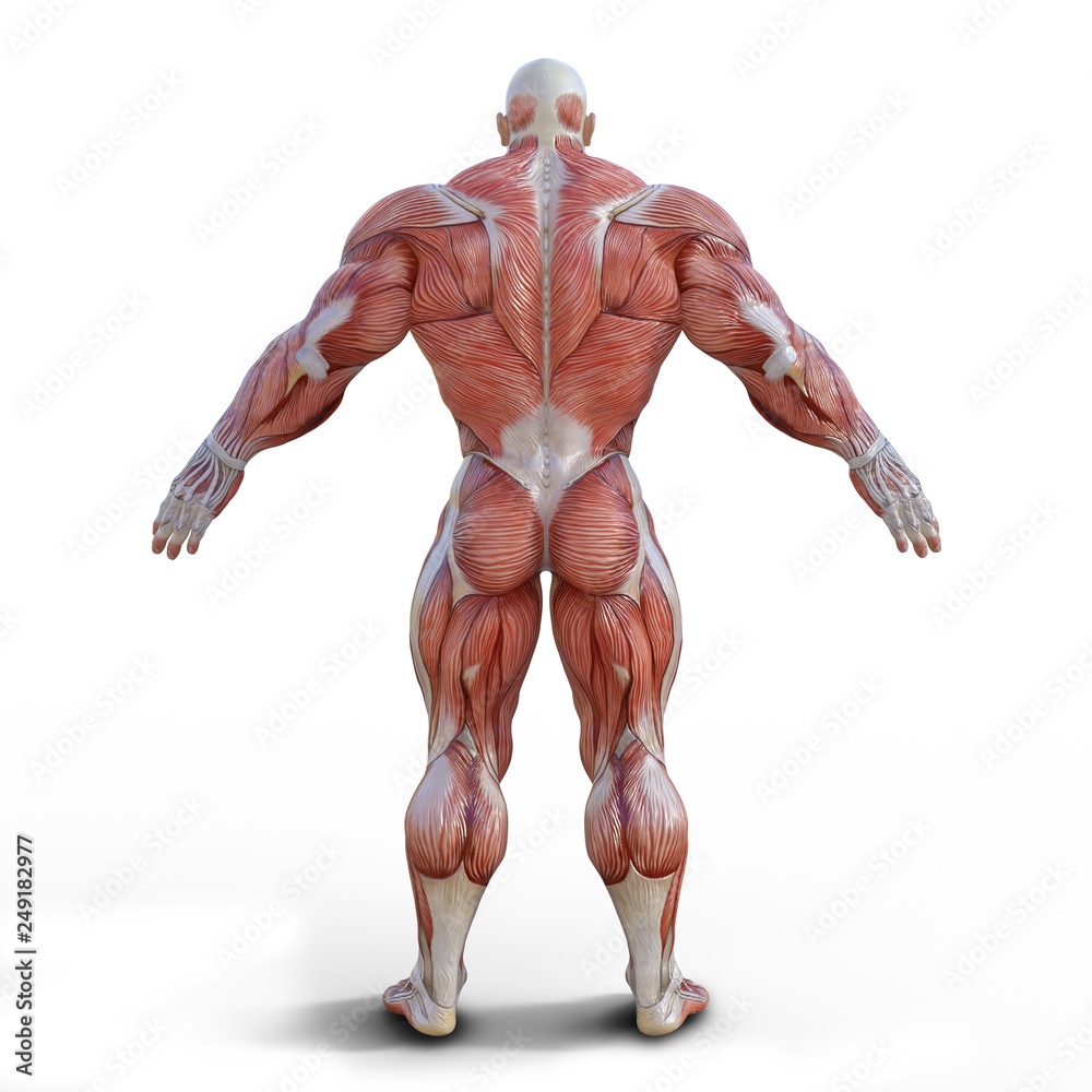 Anatomy Muscle Man Back Stock Illustration Adobe Stock