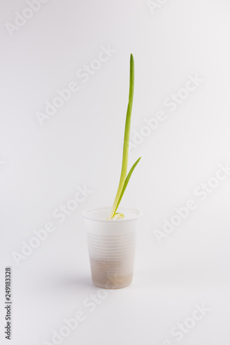 growing onion in white cup  recycling concept