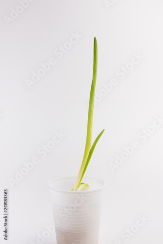 growing onion in white cup  recycling concept