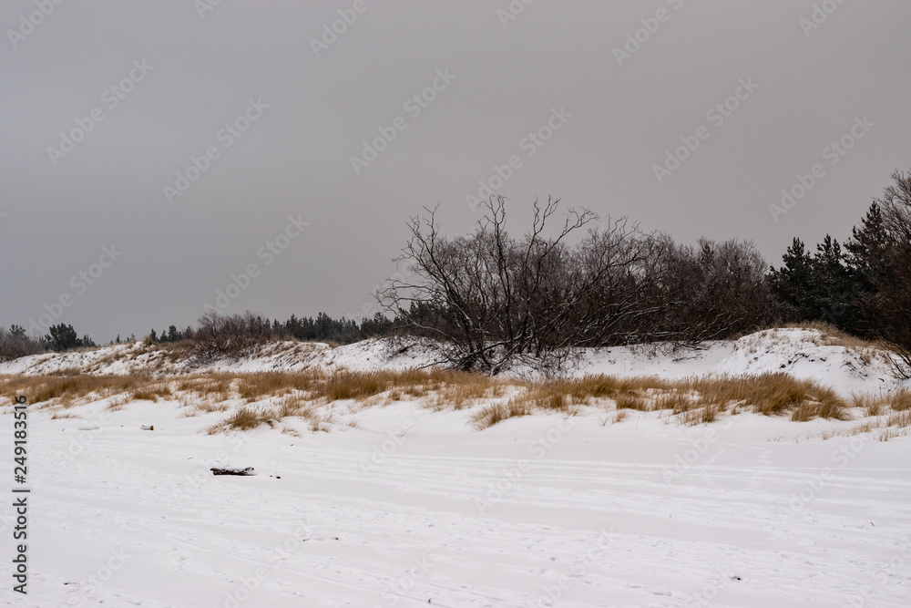 Landscape in cold winter day. Trees and bushes in the Baltic Sea. Landscape in cold winter day. Trees and bushes in the Baltic Sea.