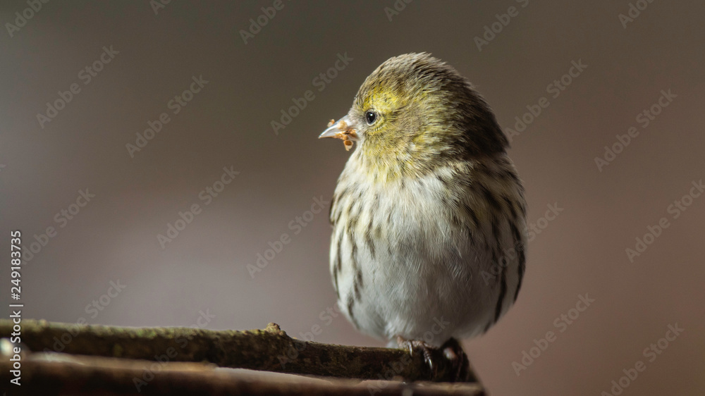 Fototapeta premium Oiseaux du Grésivaudan - Isère.