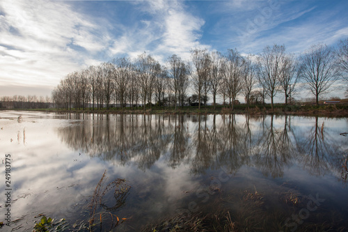 Trees beside the River Parrett at Stathe photo