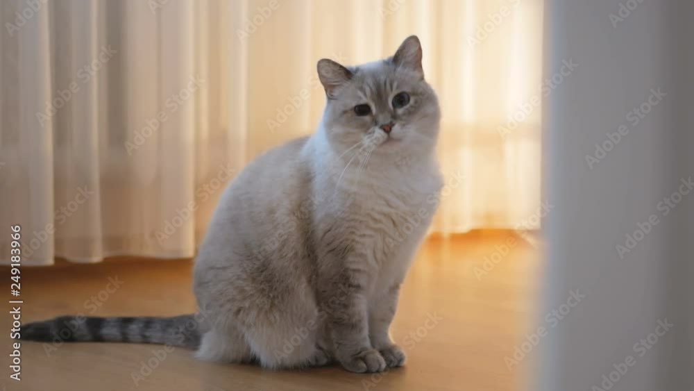 Gray cat scared of something. Pets looks around. Home furnishings Gray cat scared of something. Pets looks around. Home furnishings