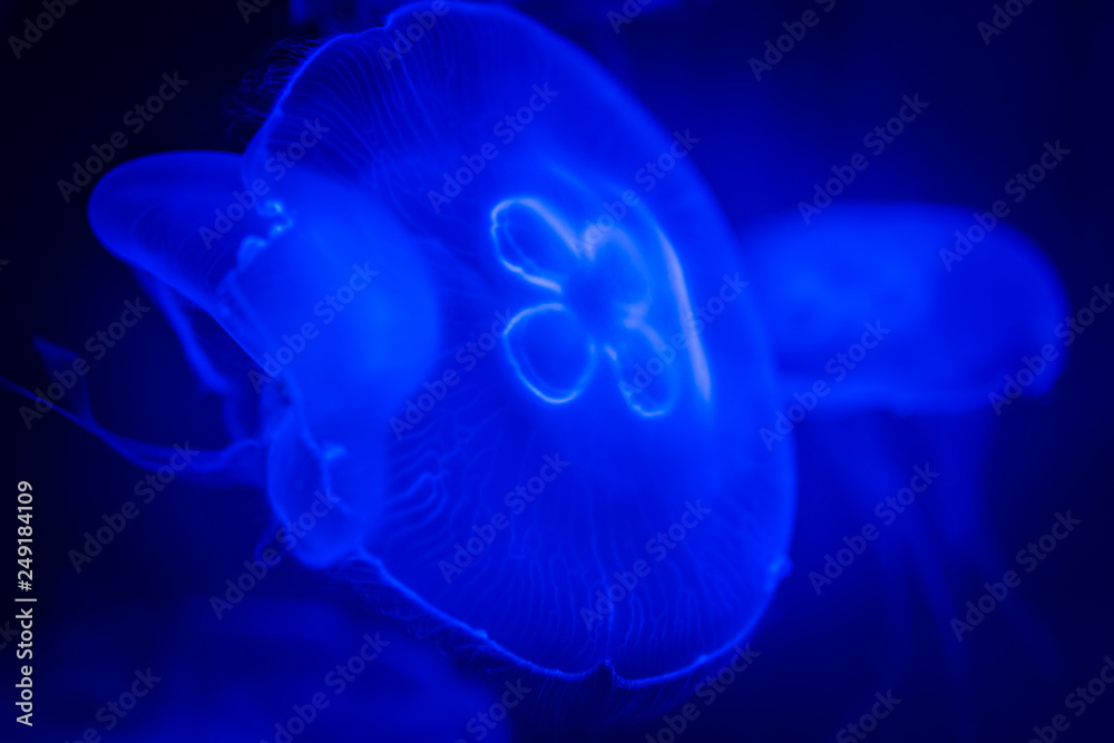 Close-up, macro shot of jellyfish in ultraviolet light on deep blue background Close-up, macro shot of jellyfish in ultraviolet light on deep blue background