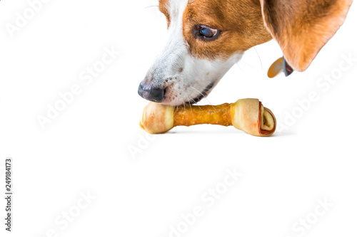 A Beable Mix Hound Dog Grabs a Delicious Dog Bone. photo