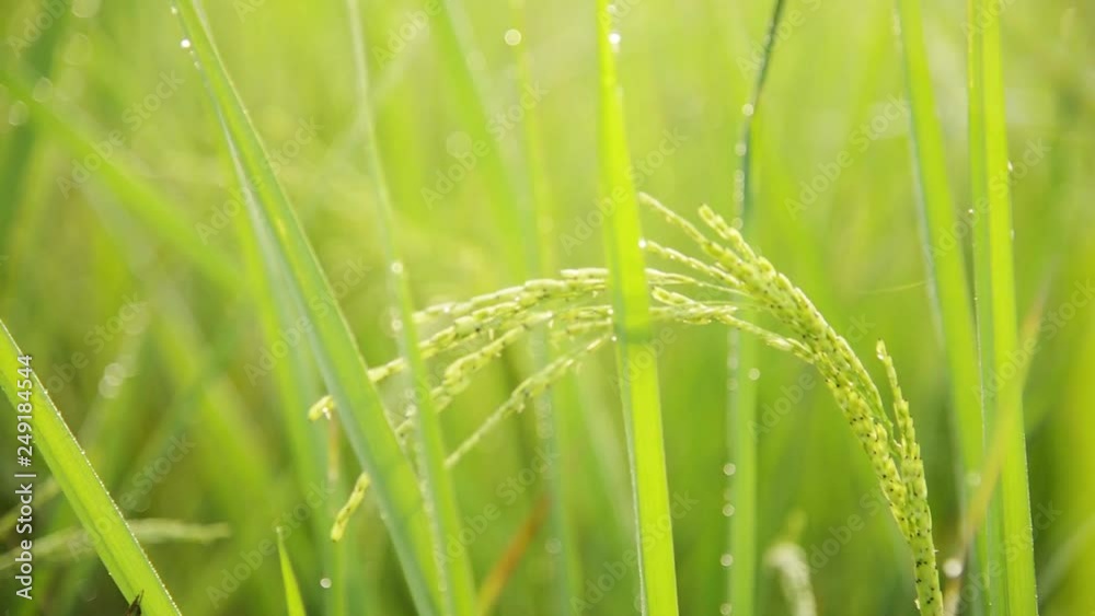 Rice field with bubble and green bokeh nature blurred background