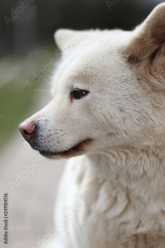 Head shot closup of a young japanese akita inu dog