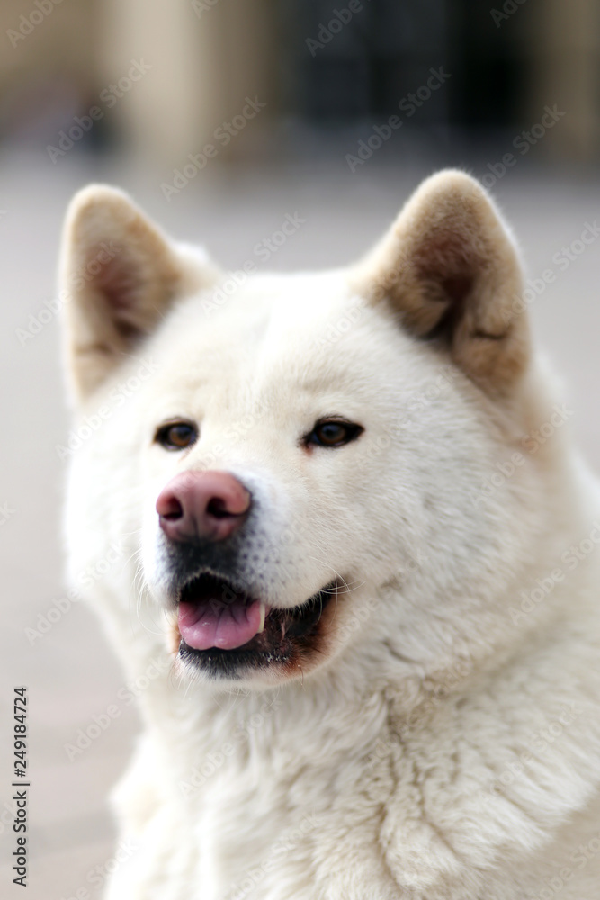 Outdoor close up portrait of a japanese akita inu dog