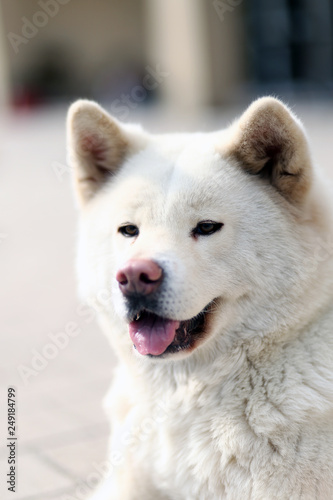 Outdoor close up portrait of a japanese akita inu dog