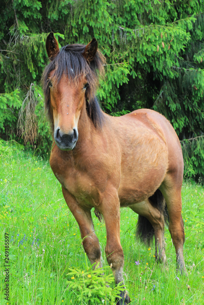 Fototapeta premium Beautiful brown horse near the forest