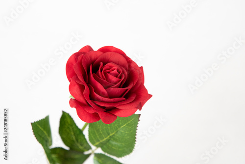 Rose rouge seule sur fond blanc