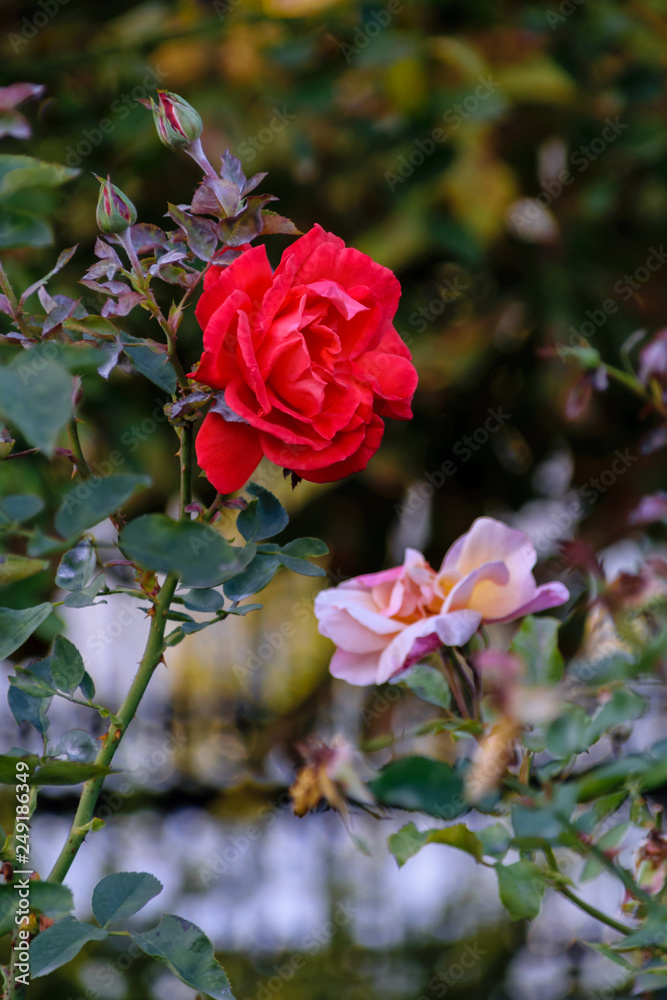 Red rose on a bush