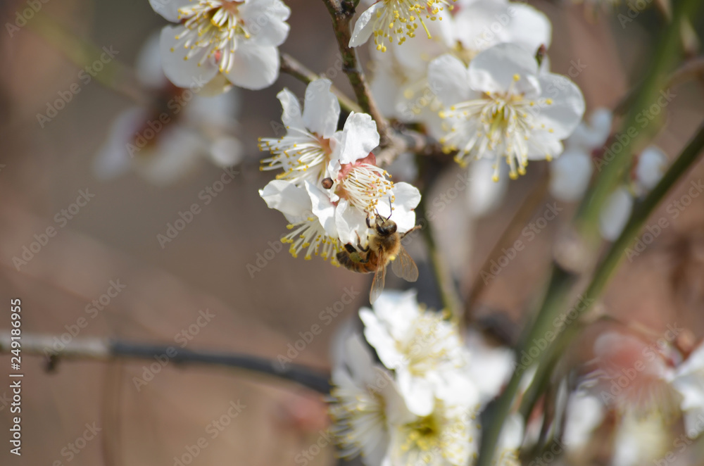 Bees Pollinating Cherry Blossom Flowers in Spring Bees Pollinating Cherry Blossom Flowers in Spring
