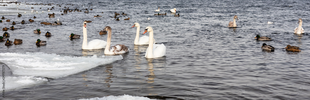 migratory birds, ducks and swans swim in a park on a lake / river. background. migratory birds, ducks and swans swim in a park on a lake / river. background.