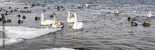 migratory birds, ducks and swans swim in a park on a lake / river. background.