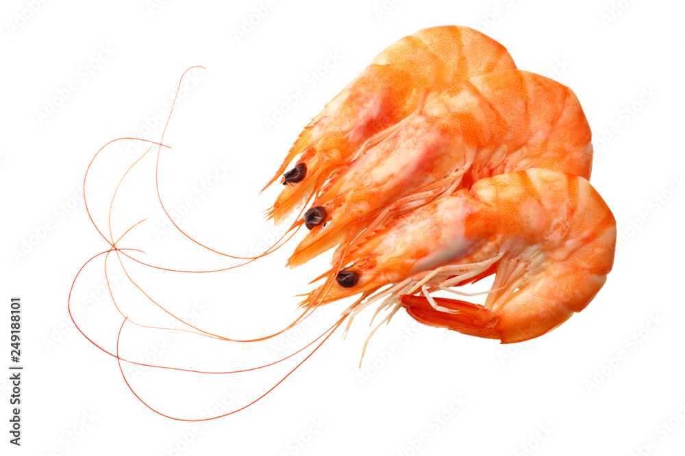 shrimps isolated on a white background. top view shrimps isolated on a white background. top view