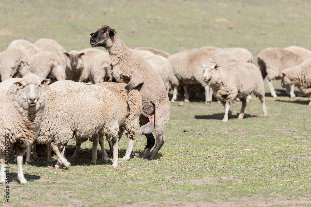 Obraz premium Sheep in a field mating