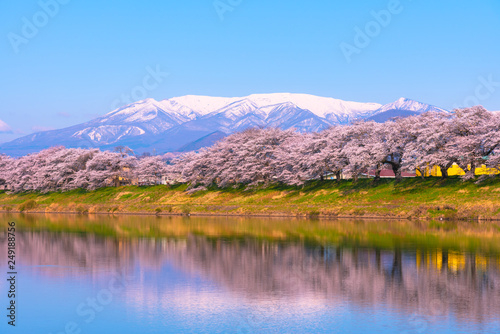Shiroishi River 1000 Cherry Blossoms at a Glance ( Shiroishigawa-tsutsumi Hitome Senbonzakura ) 