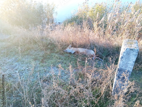 Fox    grass    morning    frost    cold    landscape    dawn grass frost morning cold freeze snow greenery