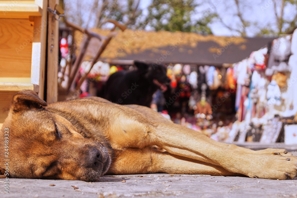 A stray dog is sleeping in the street next to souvenir stalls, near Dracula's Castle in Romania A stray dog is sleeping in the street next to souvenir stalls, near Dracula's Castle in Romania