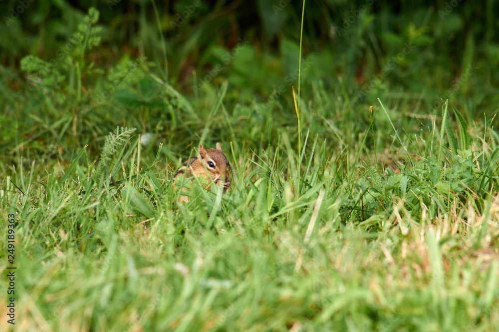 A tiny little chipmunk munching on something in the grass A tiny little chipmunk munching on something in the grass