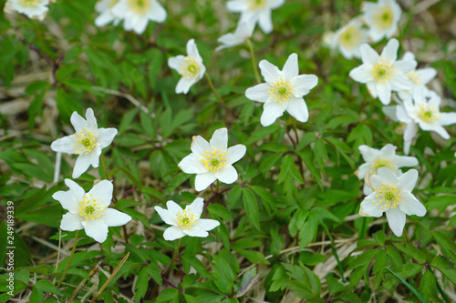 Snowdrop anemone  white and yellow beautiful flowers on spring meadow .