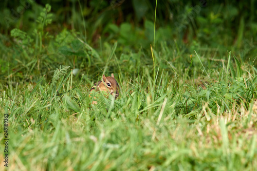 A tiny little chipmunk munching on something in the grass
