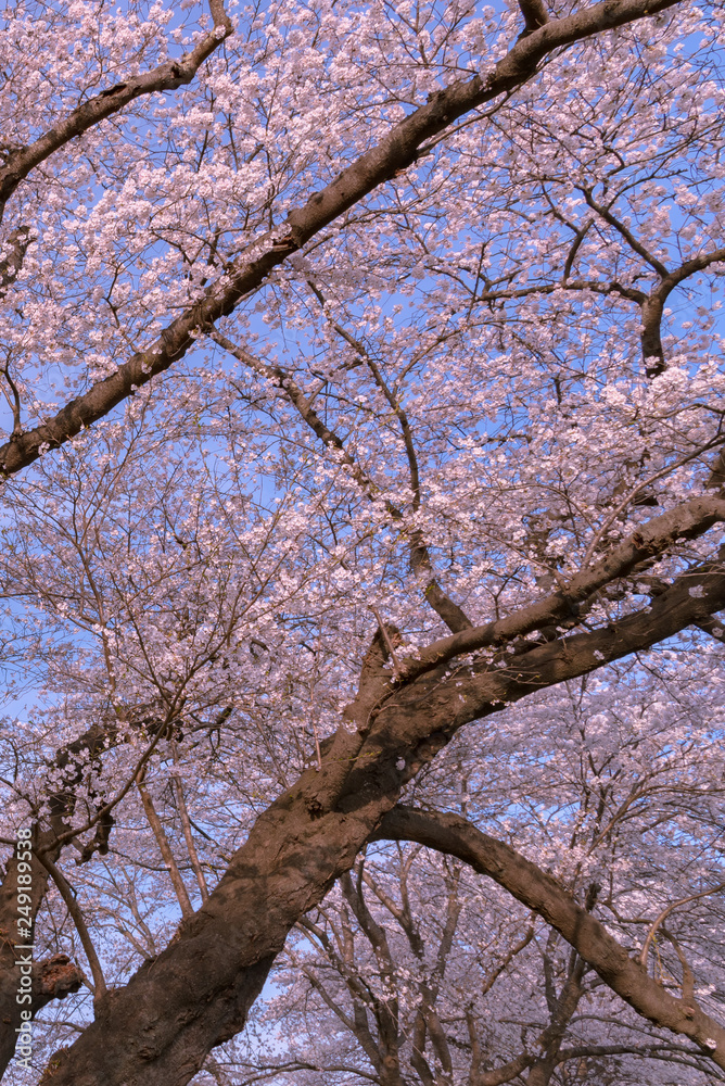 full bloom beautiful pink cherry blossoms flowers ( sakura ) in springtime sunny day with blue sky natural background full bloom beautiful pink cherry blossoms flowers ( sakura ) in springtime sunny day with blue sky natural background