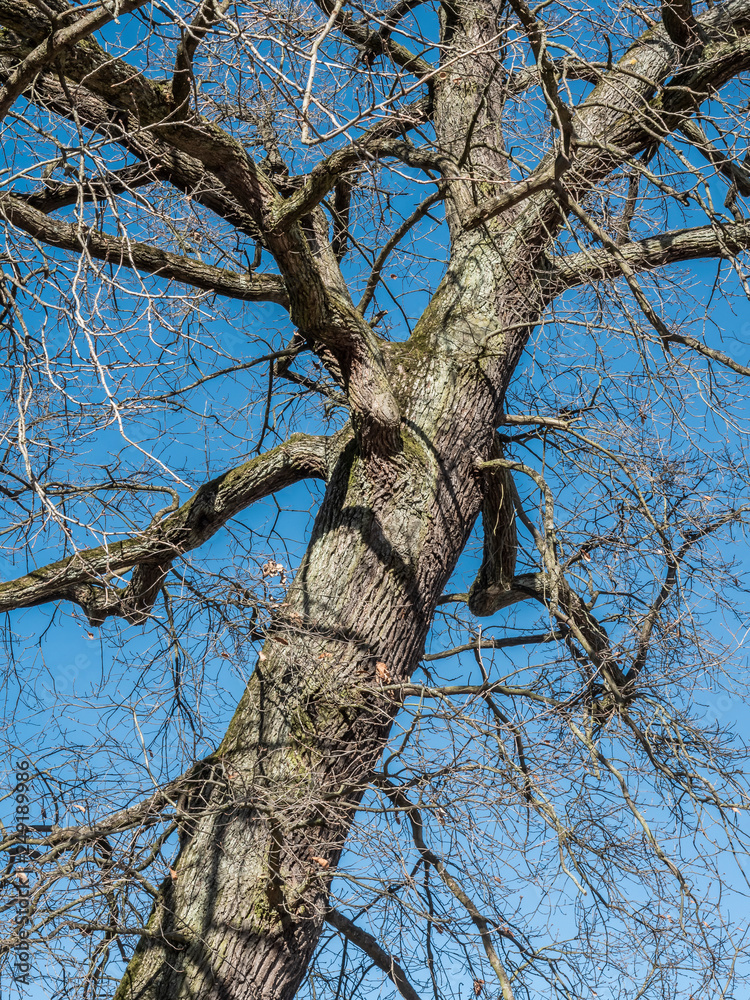 Fototapeta premium barren maple tree background