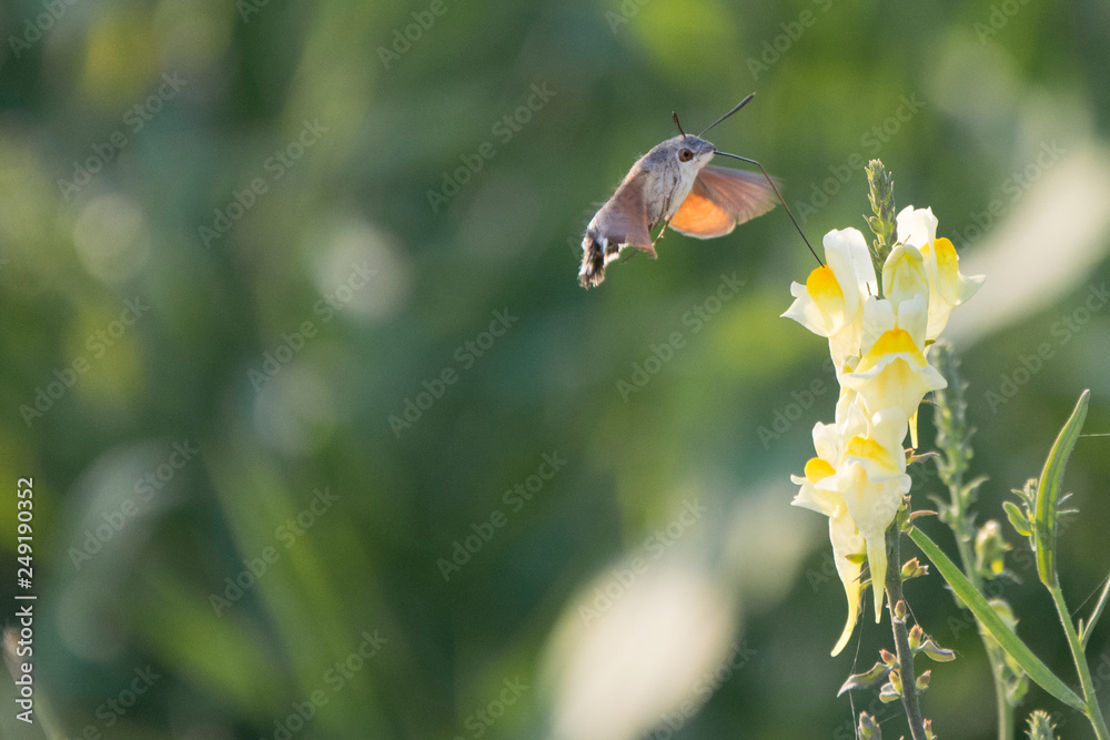 Sfinge Colibrì o Sfinge del Galio (Macroglossum Stellatarum) protendendo la lunga spirotromba verso i fiori per suggere il nettare Sfinge Colibrì o Sfinge del Galio (Macroglossum Stellatarum) protendendo la lunga spirotromba verso i fiori per suggere il nettare