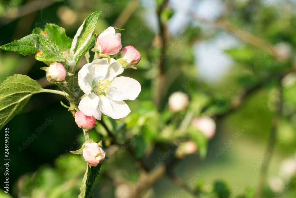 Apple tree branch flowers on blurred background. Closeup, selective focus. Apple tree branch flowers on blurred background. Closeup, selective focus.