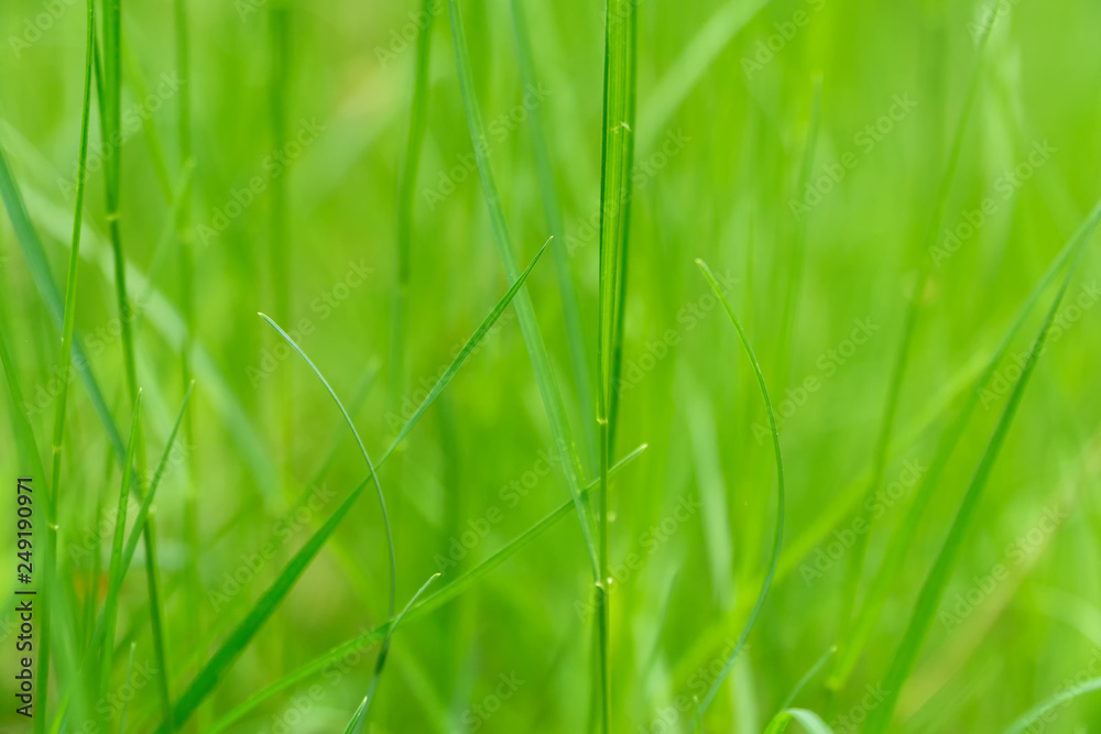 Art abstract green spring background or natural background with fresh grass. Selective focus.