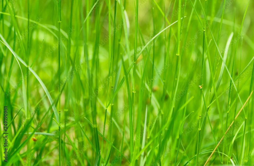 Art abstract green spring background or natural background with fresh grass. Selective focus. Art abstract green spring background or natural background with fresh grass. Selective focus.