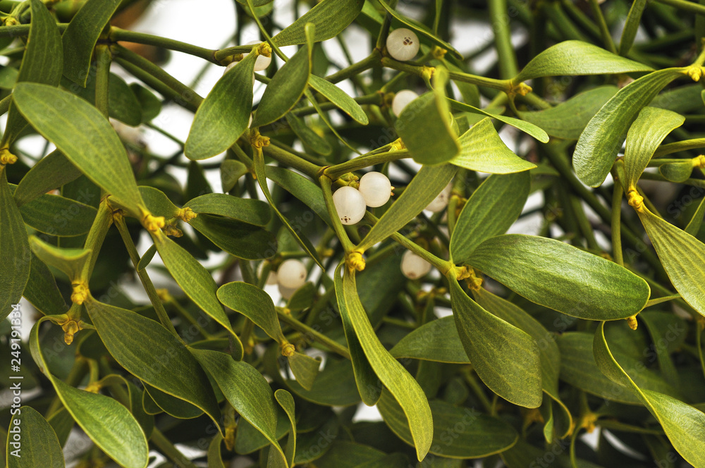 Obraz premium Mistletoe with berries.