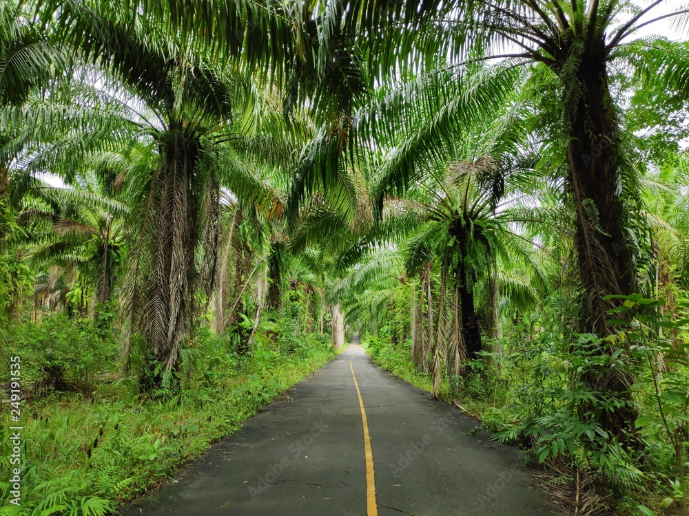 road across palms road across palms