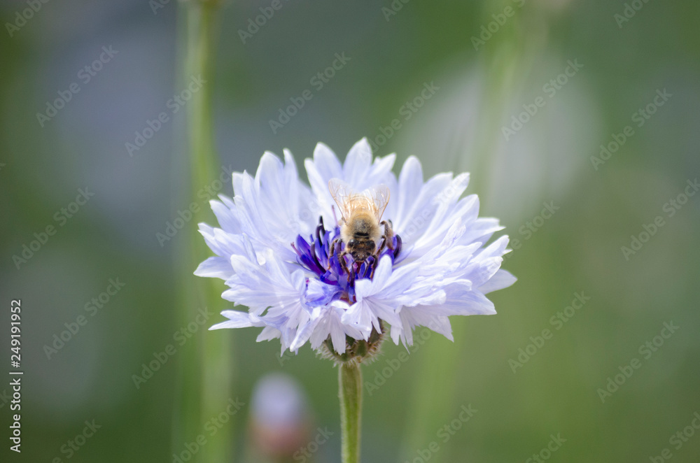Bees Pollinating Blue Purple Cornflower (Centaurea cyanus) in Spring Bees Pollinating Blue Purple Cornflower (Centaurea cyanus) in Spring