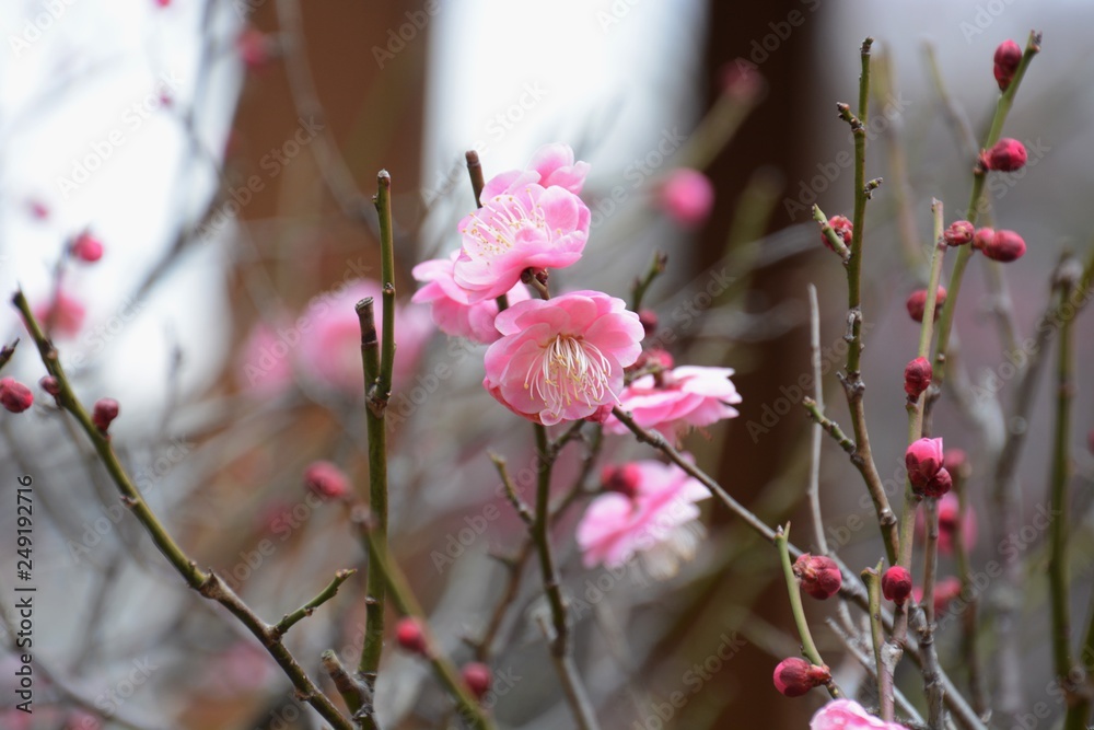 The season when the Japanese plum blossom blooms. The season when the Japanese plum blossom blooms.