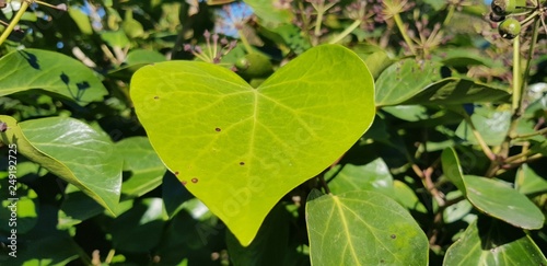 Corazon 