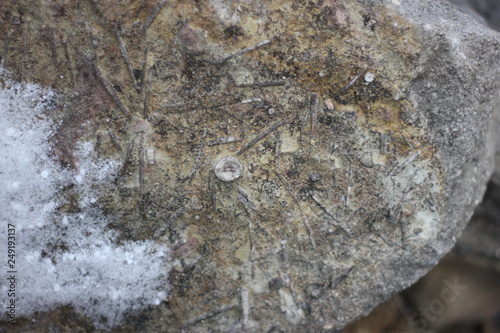 fossils in stone